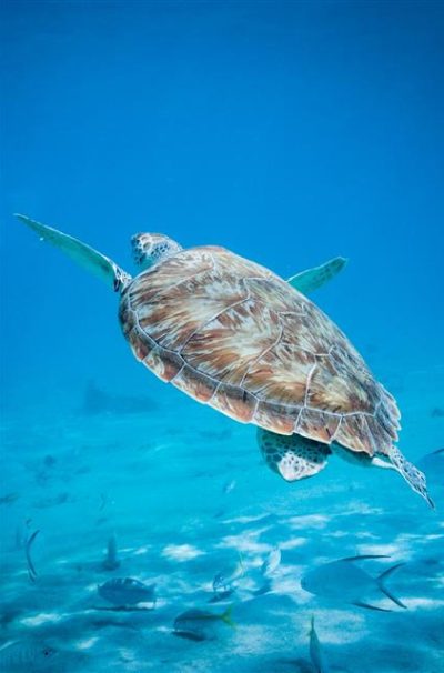 flora-fauna-Curaçao fauna en flora Curaçao